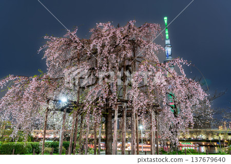 東京隅田公園夜景:垂枝櫻花盛開,是三春瀧櫻的後代。 東京隅田公園夜景:垂枝櫻花盛開,是三春瀧櫻的後代。 137679640