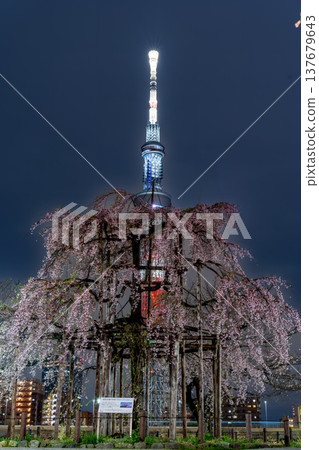 Night view of Sumida Park, Tokyo: Weeping cherry tree in full bloom, a descendant of the Miharu Takizakura cherry tree. 137679643