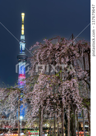 東京隅田公園夜景:垂枝櫻花盛開,是三春瀧櫻的後代。 東京隅田公園夜景:垂枝櫻花盛開,是三春瀧櫻的後代。 137679647
