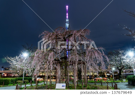 東京隅田公園夜景：垂枝櫻花盛開，是三春瀧櫻的後代。 137679649