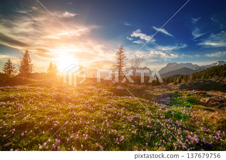 Spring crocus flowers in the green grass, Velika Planina, Kamnic, Slovenia, Easter sunny landscape Spring crocus flowers in the green grass, Velika Planina, Kamnic, Slovenia, Easter sunny landscape 137679756