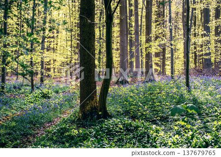Blossoming lovely spring violet-blue forest flowers - common bluebells or hyacinthoides, Belgium Blossoming lovely spring violet-blue forest flowers - common bluebells or hyacinthoides, Belgium 137679765