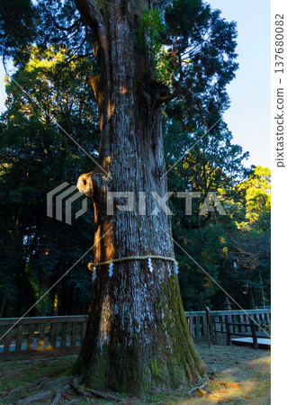 Autumn in Kirishima City, Kagoshima Prefecture: Kirishima Shrine with its autumn foliage and sacred tree. Autumn in Kirishima City, Kagoshima Prefecture: Kirishima Shrine with its autumn foliage and sacred tree. 137680082