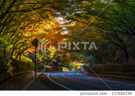鹿兒島縣霧島市的秋天：一條秋葉隧道。 137680199