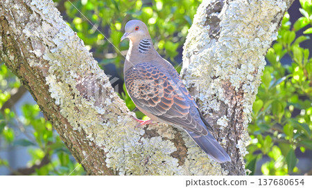 A turtle dove (or oriental turtle dove) perched on a plum tree: A spring natural scene, a close-up of a wild bird. 137680654