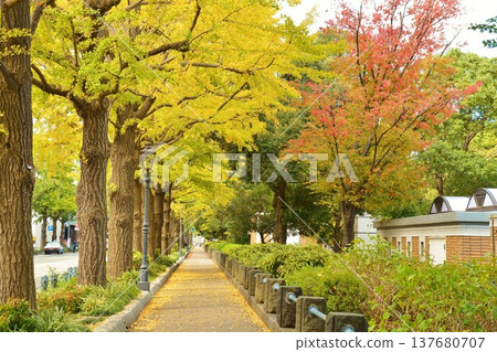 Autumn foliage at Yokohama Yamashita Park's ginkgo tree-lined avenue 137680707