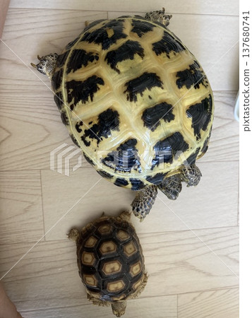 A senior Russian tortoise and a junior African spurred tortoise roaming the room. A senior Russian tortoise and a junior African spurred tortoise roaming the room. 137680741