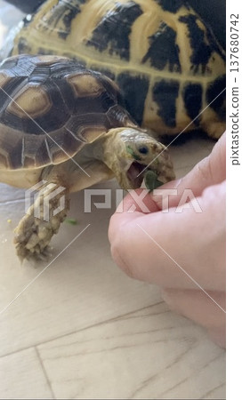 A sulcata tortoise receiving food from a hand. 137680742