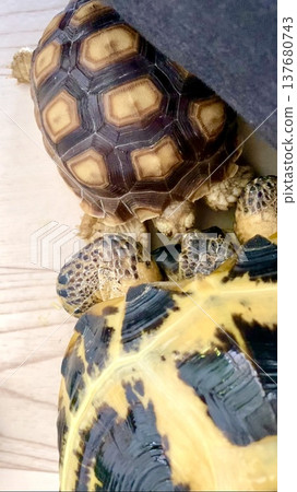 A sulcata tortoise and a Russian tortoise at zero distance, nudging each other's noses. 137680743