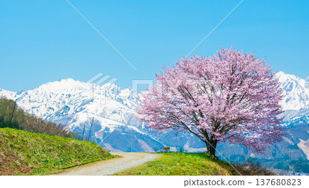 Nodaira的一棵櫻花樹 137680823