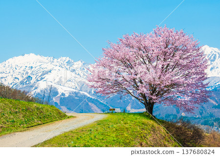 One cherry tree of Nodaira One cherry tree of Nodaira 137680824