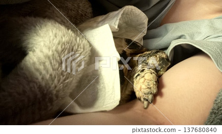 A Russian tortoise falling asleep in my arms. A Russian tortoise falling asleep in my arms. 137680840
