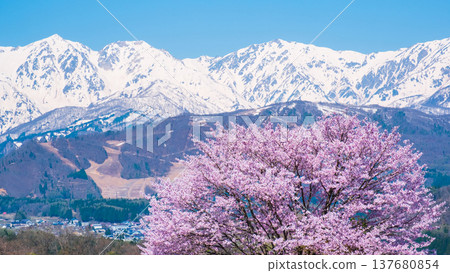 野平的獨棵櫻花樹和白馬三峰 137680854