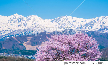 The single cherry tree in Nodaira and the Hakuba Three Peaks The single cherry tree in Nodaira and the Hakuba Three Peaks 137680859
