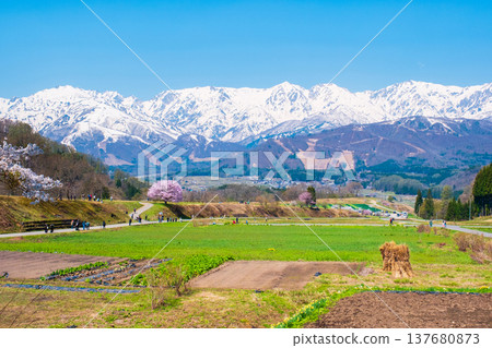 野平的獨棵櫻花樹和北阿爾卑斯山的景色 野平的獨棵櫻花樹和北阿爾卑斯山的景色 137680873