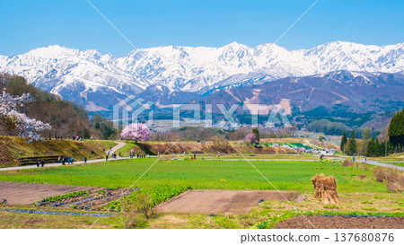 野平的獨棵櫻花樹和北阿爾卑斯山的景色 137680876