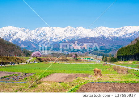 野平的獨棵櫻花樹和北阿爾卑斯山的景色 137680937