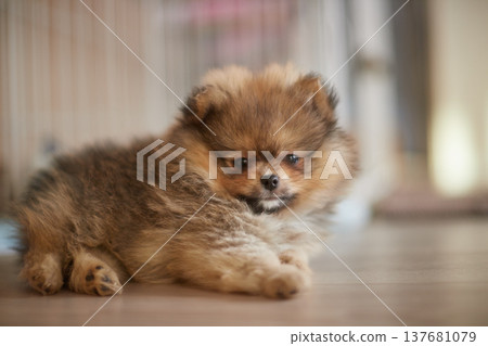 A cute Pomeranian puppy playing happily in the living room of a house A cute Pomeranian puppy playing happily in the living room of a house 137681079