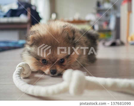A cute Pomeranian puppy playing energetically with a rope toy in the living room of a house A cute Pomeranian puppy playing energetically with a rope toy in the living room of a house 137681090