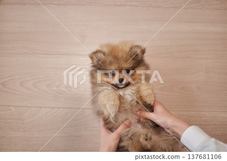 一隻可愛的博美幼犬在客廳和主人快樂地玩耍。 137681106