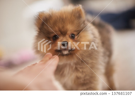 A cute Pomeranian puppy playing happily with its owner in the living room of a house. 137681107