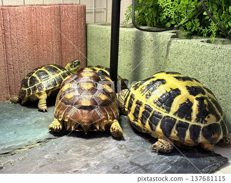 Russian tortoises and African spurred tortoises vying for the spot under the light. Russian tortoises and African spurred tortoises vying for the spot under the light. 137681115