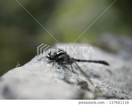 A dragonfly resting in a sunny spot, its wings perched on a rock. A dragonfly resting in a sunny spot, its wings perched on a rock. 137681116