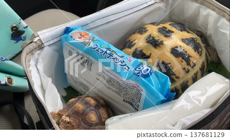 A Russian tortoise and a African spurred tortoise heading to the hospital. A Russian tortoise and a African spurred tortoise heading to the hospital. 137681129