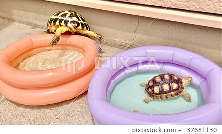 Russian tortoises and African spurred tortoises bathing in a pool 137681130