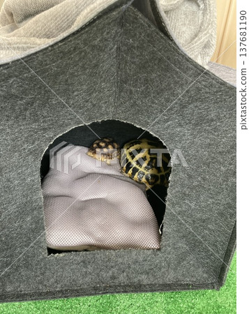 一隻蘇卡達陸龜和一隻俄羅斯陸龜睡在同一張床上。 一隻蘇卡達陸龜和一隻俄羅斯陸龜睡在同一張床上。 137681190