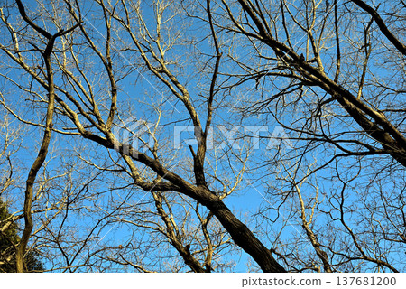 Withered trees and blue sky 137681200