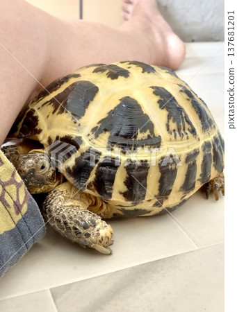 Russian tortoises with fused feet Russian tortoises with fused feet 137681201
