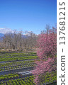 Daio wasabi farm in spring 137681215