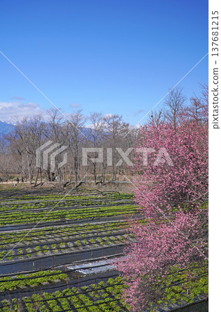 Daio wasabi farm in spring 137681215