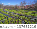 Daio wasabi farm in spring 137681216