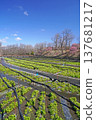 Daio wasabi farm in spring 137681217