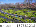 Daio wasabi farm in spring 137681218