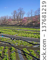 Daio wasabi farm in spring 137681219