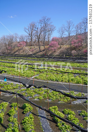 Daio wasabi farm in spring Daio wasabi farm in spring 137681219
