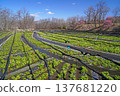 Daio wasabi farm in spring 137681220