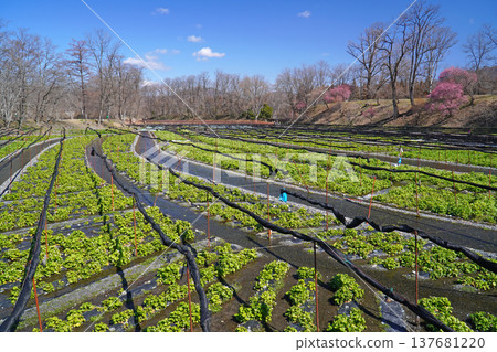 Daio wasabi farm in spring 137681220