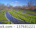 Daio wasabi farm in spring 137681221