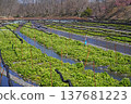 Daio wasabi farm in spring 137681223