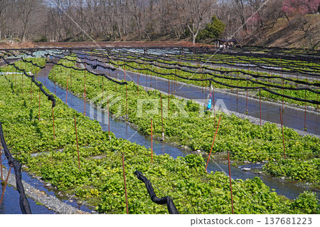 Daio wasabi farm in spring Daio wasabi farm in spring 137681223