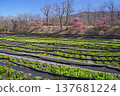 Daio wasabi farm in spring 137681224