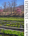 Daio wasabi farm in spring 137681225