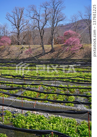 Daio wasabi farm in spring 137681225