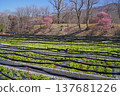 Daio wasabi farm in spring 137681226