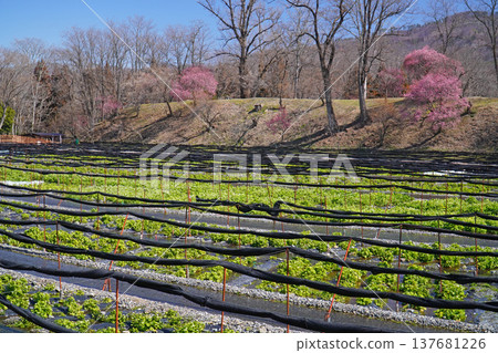 Daio wasabi farm in spring 137681226