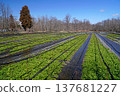Daio wasabi farm in spring 137681227